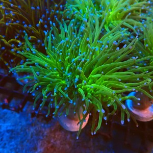 EUPHYLLIA GLABRESCENS GREEN (2P) #2205076 
