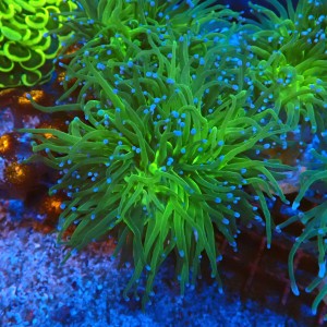 EUPHYLLIA GLABRESCENS GREEN (2P) #2205077 