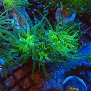 EUPHYLLIA GLABRESCENS GREEN (2P) #2205078 