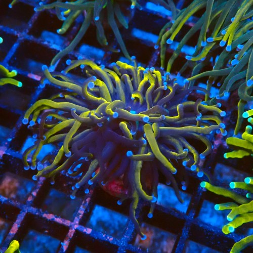 EUPHYLLIA GLABRESCENS INDOGOLD (1P) #2205068 