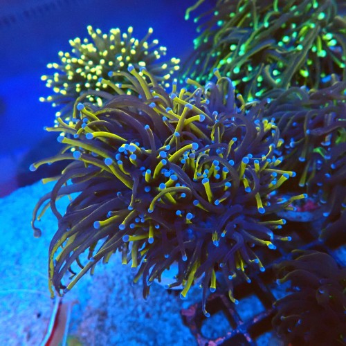 EUPHYLLIA GLABRESCENS INDOGOLD (3P) #2205063 