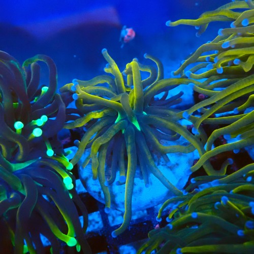 EUPHYLLIA GOLDEN TORCH GREEN CENTER (1P) #2205060 