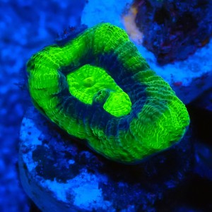 FAVIA ULTRA GREEN #2205051
