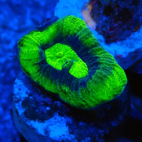 FAVIA ULTRA GREEN #2205051