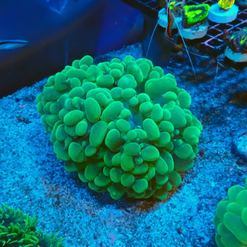 PLEROGYRA GREEN  XL (~15CM) #2205042 589.JPG