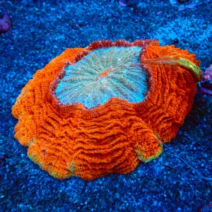 ACANTHOPHYLLIA RAINBOW RED L [~15CM] #2605080