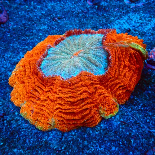 ACANTHOPHYLLIA RAINBOW RED L [~15CM] #2605080
