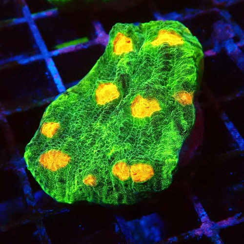 ECHINOPHYLLIA CHALICE SPACE INVADER #2605029