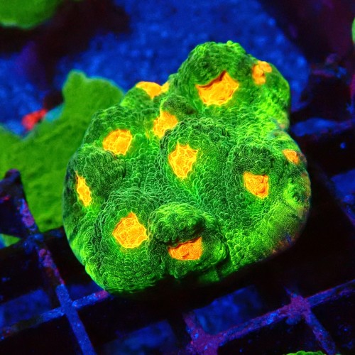 ECHINOPHYLLIA CHALICE SPACE INVADER #2605030