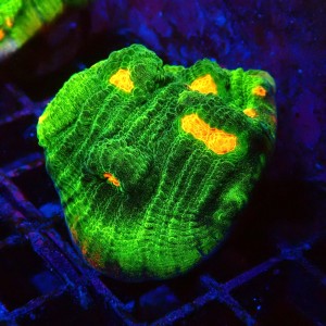 ECHINOPHYLLIA CHALICE SPACE INVADER #2605031