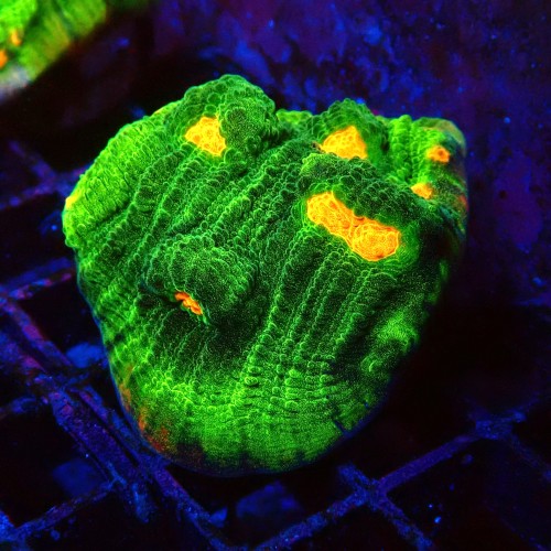 ECHINOPHYLLIA CHALICE SPACE INVADER #2605031