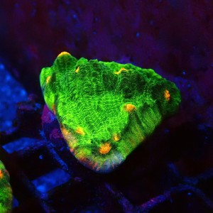 ECHINOPHYLLIA CHALICE SPACE INVADER #2605032