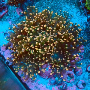 EUPHYLLIA DIVISA ULTRA ORANGE L [~15CM] #2605068