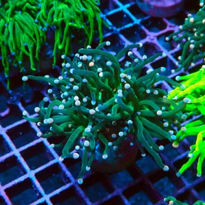 EUPHYLLIA GLABRESCENS COTTON CANDY M #2605057