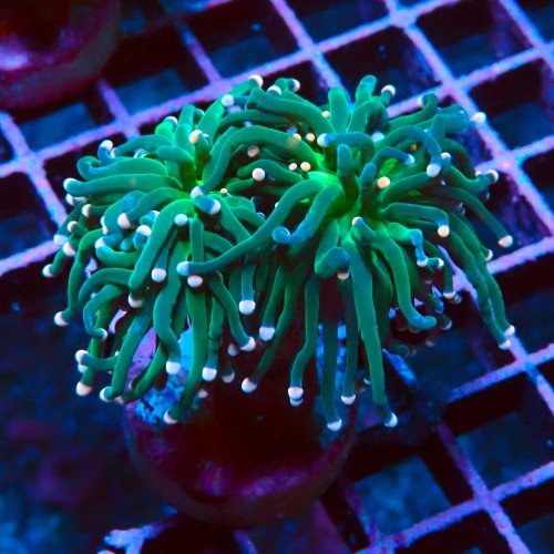 EUPHYLLIA GLABRESCENS COTTON CANDY M #2605059