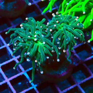 EUPHYLLIA GLABRESCENS COTTON CANDY M #2605060