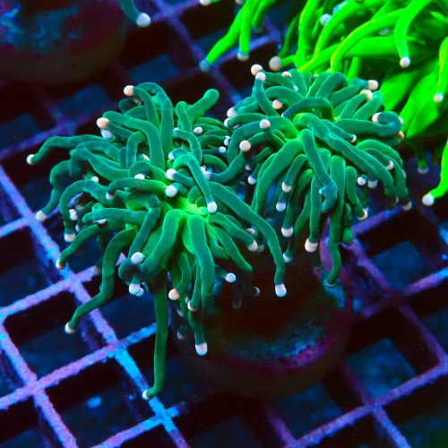 EUPHYLLIA GLABRESCENS COTTON CANDY M #2605060
