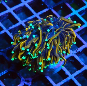 EUPHYLLIA GLABRESCENS GOLDEN TORCH S #2605041