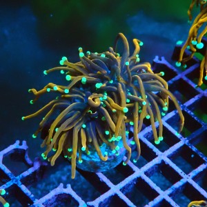 EUPHYLLIA GLABRESCENS GOLDEN TORCH M #2605042