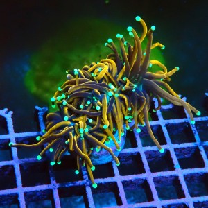 EUPHYLLIA GLABRESCENS GOLDEN TORCH M #2605043