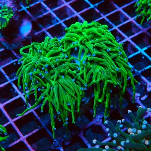 EUPHYLLIA GLABRESCENS GREEN TORCH BLUE TIP L #2605056