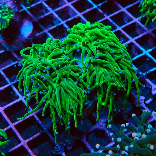 EUPHYLLIA GLABRESCENS GREEN TORCH BLUE TIP L #2605056
