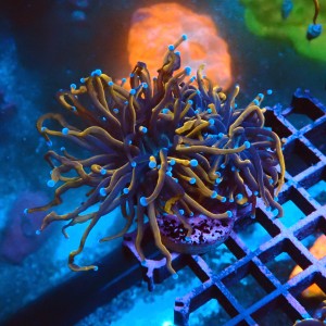 EUPHYLLIA GLABRESCENS INDOGOLD  M #2605051