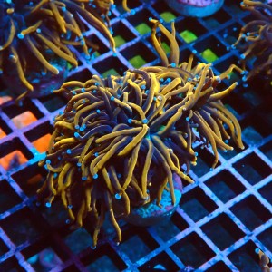 EUPHYLLIA GLABRESCENS INDOGOLD M #2605048