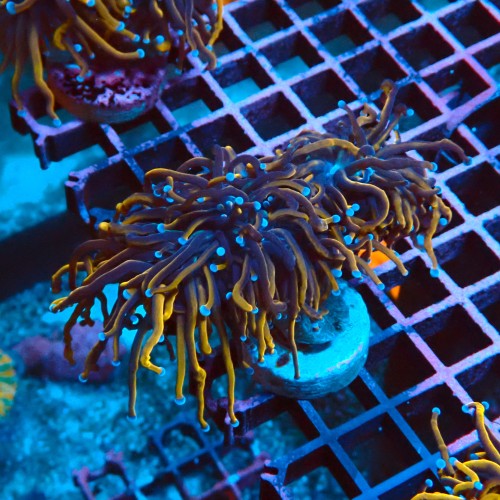 EUPHYLLIA GLABRESCENS INDOGOLD M #2605052