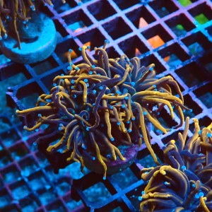 EUPHYLLIA GLABRESCENS INDOGOLD M #2605053