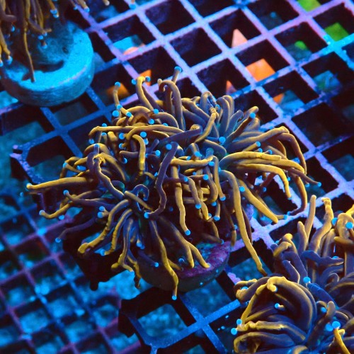 EUPHYLLIA GLABRESCENS INDOGOLD M #2605053