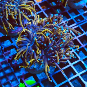 EUPHYLLIA GLABRESCENS INDOGOLD M #2605054