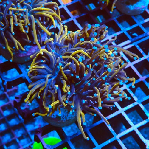 EUPHYLLIA GLABRESCENS INDOGOLD M #2605054