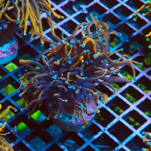EUPHYLLIA GLABRESCENS INDOGOLD S #2605045