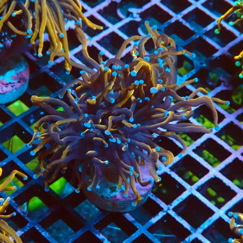 EUPHYLLIA GLABRESCENS INDOGOLD S #2605045