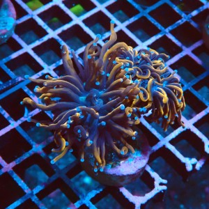 EUPHYLLIA GLABRESCENS INDOGOLD M #2605047