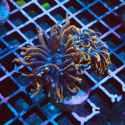 EUPHYLLIA GLABRESCENS INDOGOLD M #2605047