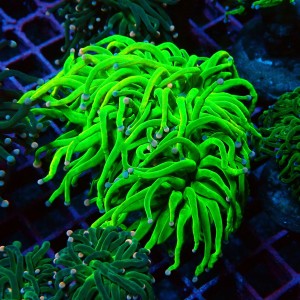EUPHYLLIA GLABRESCENS ULTRA COTTON CANDY M #2605058