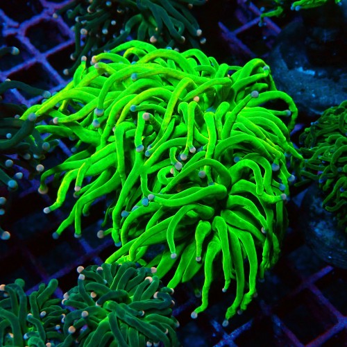EUPHYLLIA GLABRESCENS ULTRA COTTON CANDY M #2605058