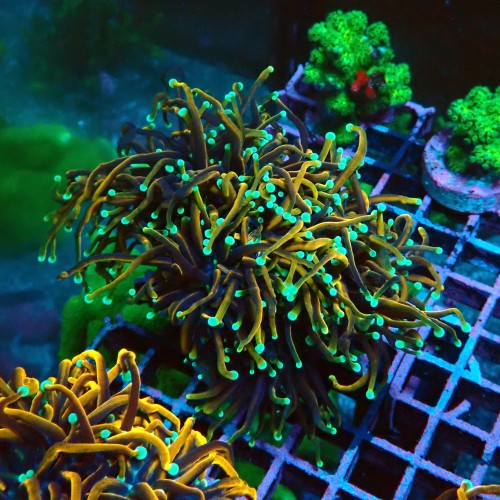 EUPHYLLIA GLABRESCENS ULTRA GOLDEN TORCH M/L #2605035