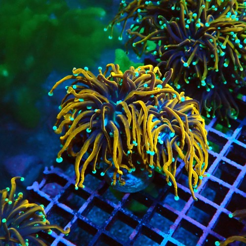 EUPHYLLIA GLABRESCENS ULTRA GOLDEN TORCH M #2605036