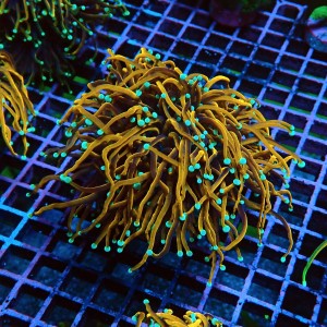 EUPHYLLIA GLABRESCENS ULTRA GOLDEN TORCH M/L #2605037