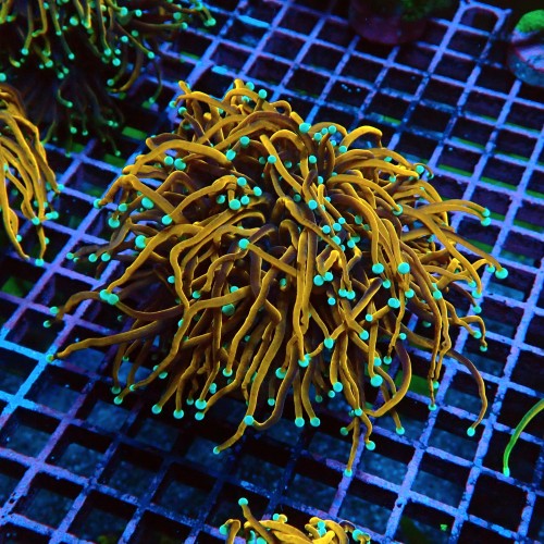 EUPHYLLIA GLABRESCENS ULTRA GOLDEN TORCH M/L #2605037