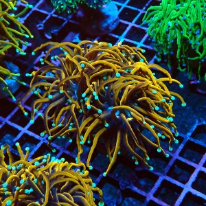 EUPHYLLIA GLABRESCENS ULTRA GOLDEN TORCH M #2605039