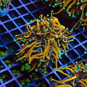 EUPHYLLIA GLABRESCENS ULTRA GOLDEN TORCH M #2605040