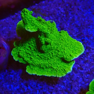 MONTIPORA FLUO GREEN #2605028