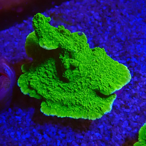 MONTIPORA FLUO GREEN #2605028
