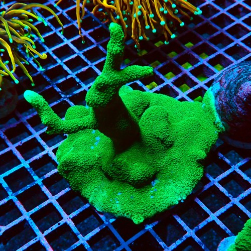 MONTIPORA DIGITATA GREEN L #2605070