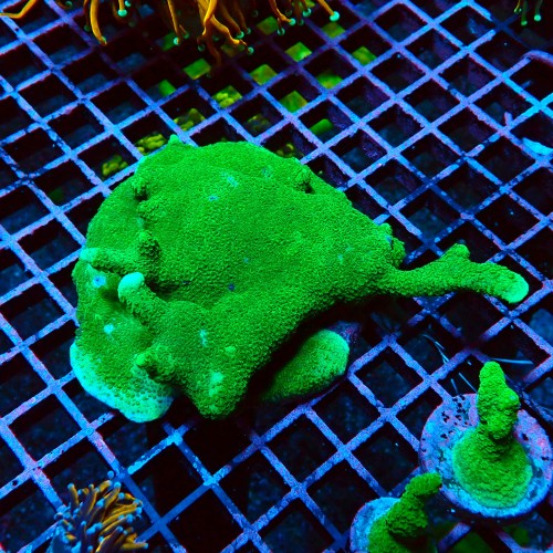 MONTIPORA DIGITATA GREEN M #2605069