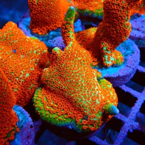 MONTIPORA DIGITATA FOREST FIRE #2605075